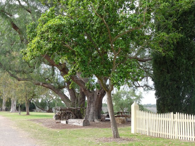 Belgenny Farm, Camden